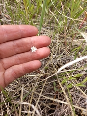 Stellaria ciliatosepala