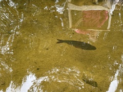 Leuciscus idus