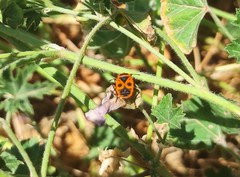 Pyrrhocoris apterus