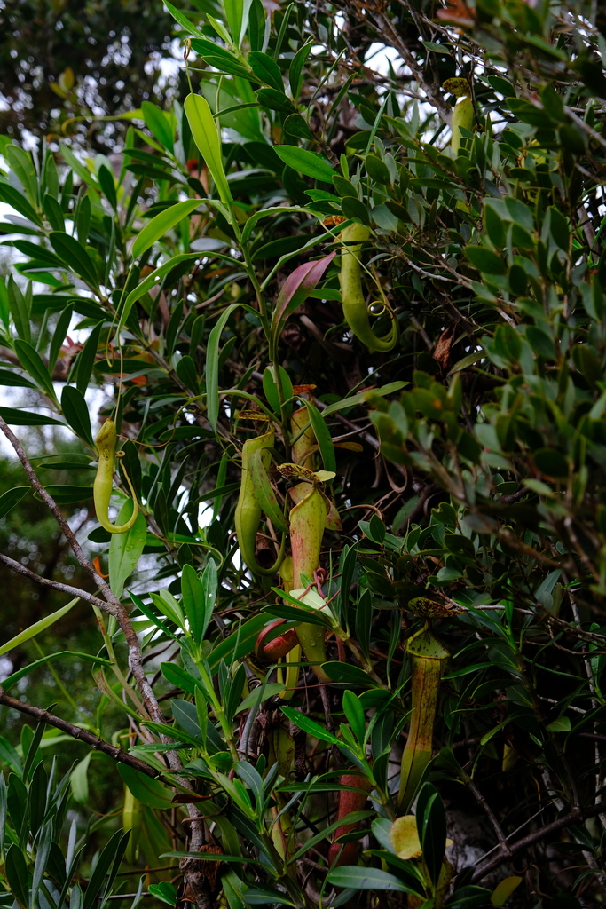 Nepenthes armin Jebb & Cheek