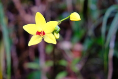 Spathoglottis kimballiana