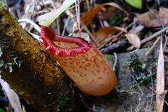 Nepenthes sibuyanensis