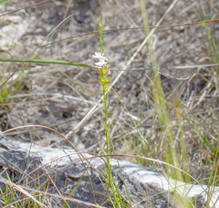 Westringia tenuicaulis