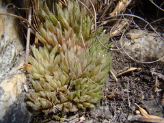 Haworthia herbacea
