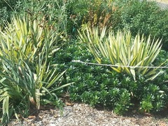 Yucca filamentosa variegata