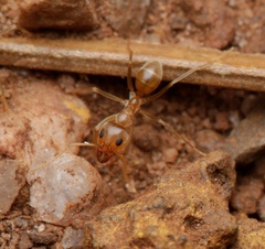Iridomyrmex pallidus