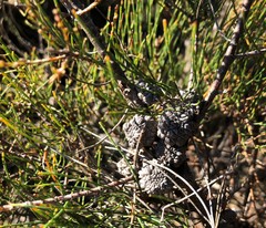 Allocasuarina pusilla