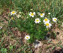 Tripleurospermum inodorum