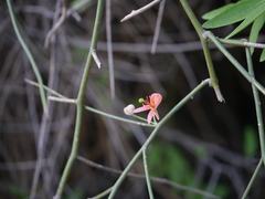 Capparis decidua