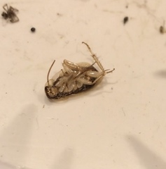 Parellipsidion latipenne