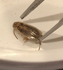 Parellipsidion latipenne