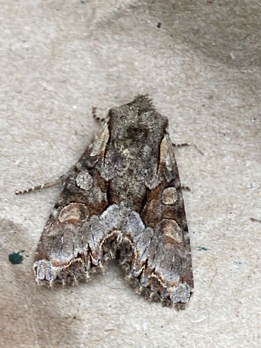 Light Brocade