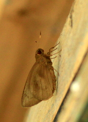 Erionota thrax