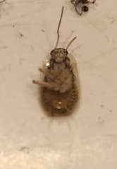 Parellipsidion latipenne