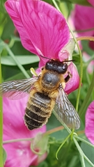 Megachile willughbiella