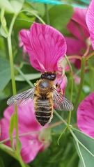 Megachile willughbiella