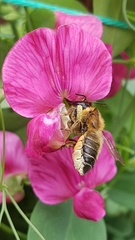 Megachile willughbiella