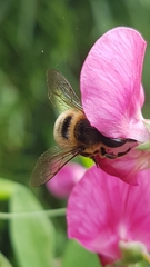 Megachile willughbiella