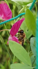 Megachile willughbiella