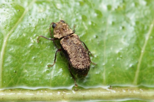 Xyletobius walsinghamii, 2021-06-13