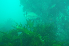 Nemadactylus macropterus