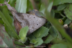 Pandesma quenavadi
