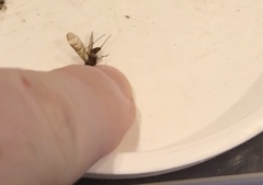 Sylvicola neozelandicus