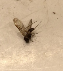 Sylvicola neozelandicus