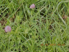 Trifolium pratense
