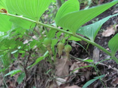 Polygonatum glaberrimum