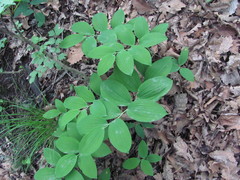 Polygonatum glaberrimum