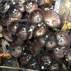 Cyathus striatus