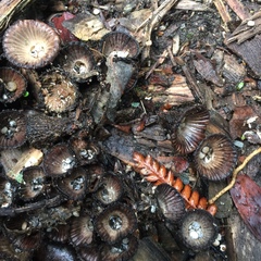 Cyathus striatus