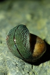 Newzealandia