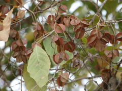 Combretaceae