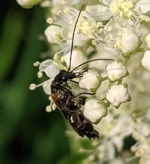 Oedemera femorata