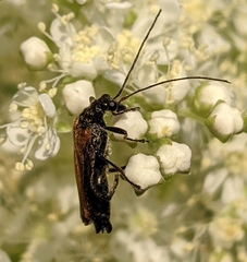 Oedemera femorata