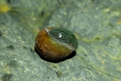 Newzealandia