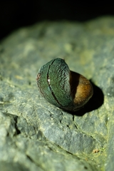 Newzealandia