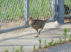 Phasianus versicolor