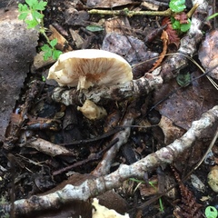 Agaricales