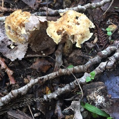 Agaricales