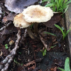 Agaricales