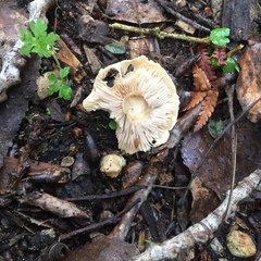 Agaricales