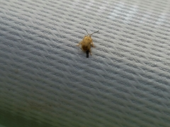 Ophraella notata