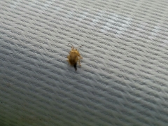 Ophraella notata
