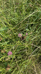 Trifolium medium