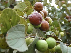Cordia monoica