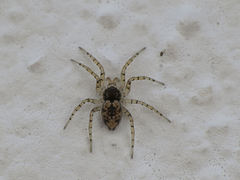 Oecobius maculatus
