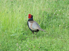 Phasianus versicolor